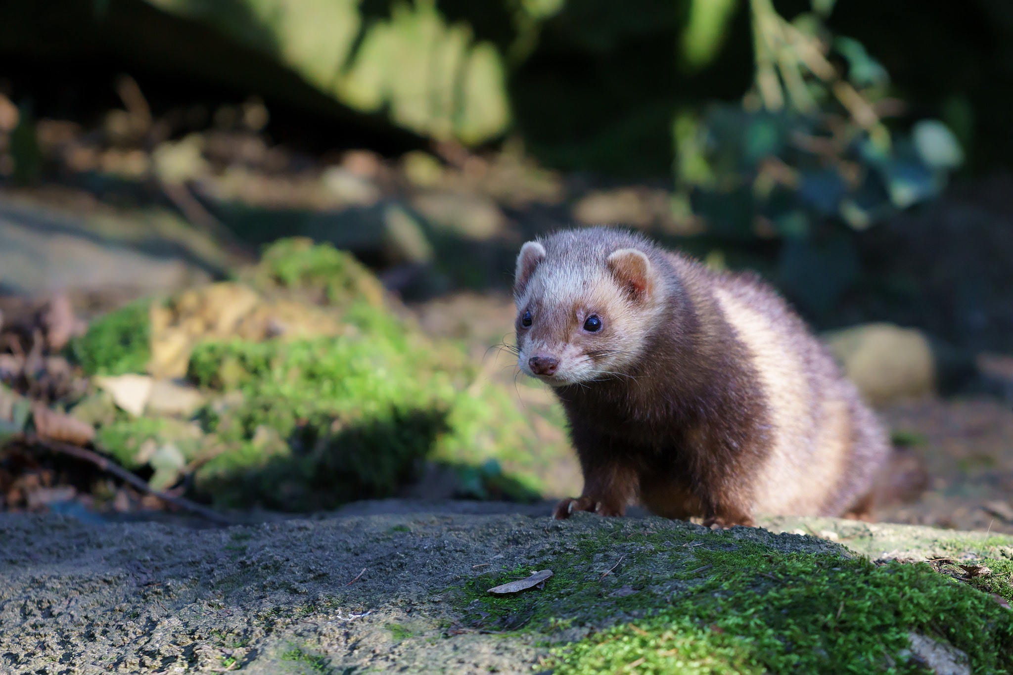 Image: Frettchen Fritz B.