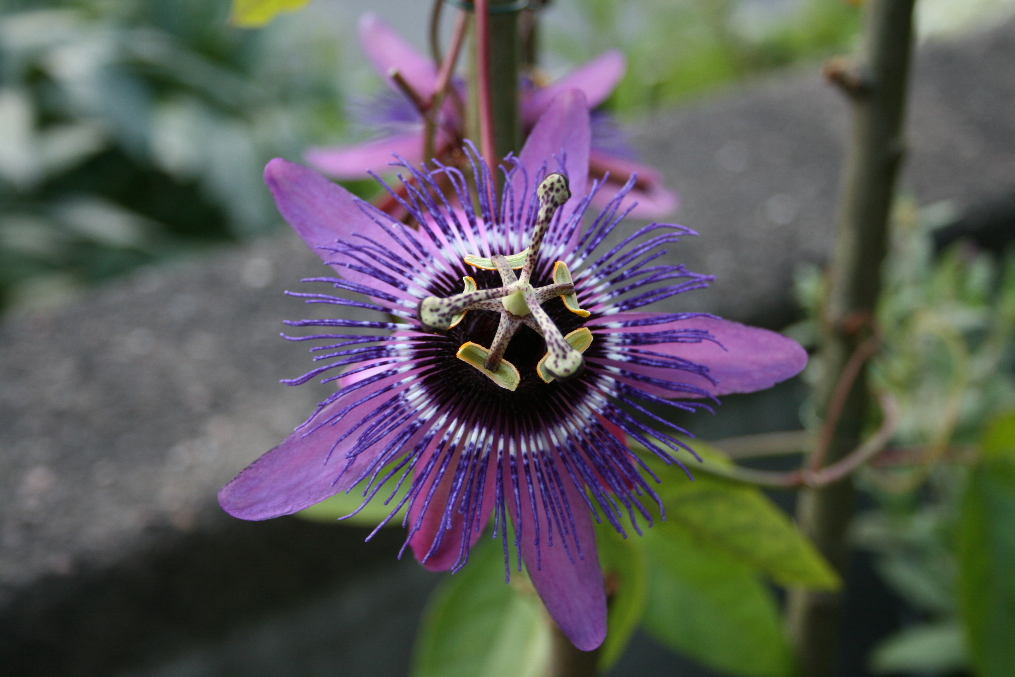 Image: Passiflora Monika Fischer
