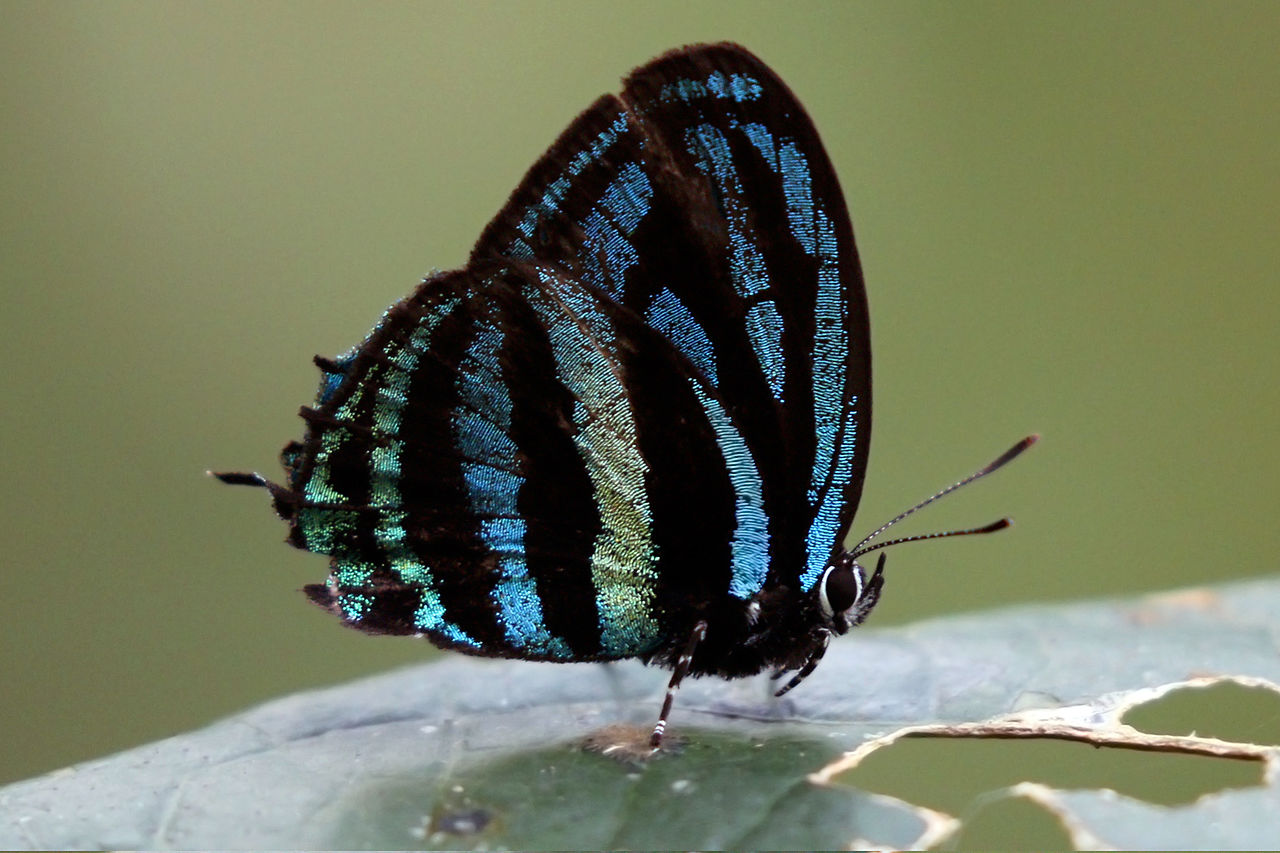 Image: Thestius Selina